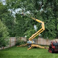 Best Commercial Tree Services  in Maywood, CA