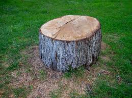  Maywood, CA Tree Care Pros