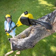 Best Tree Trimming and Pruning  in Maywood, CA