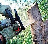 Best Fruit Tree Pruning  in Maywood, CA