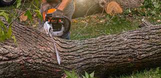 Best Tree Disease Treatment  in Maywood, CA