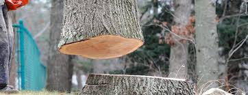 Best Tree Health Inspection  in Maywood, CA