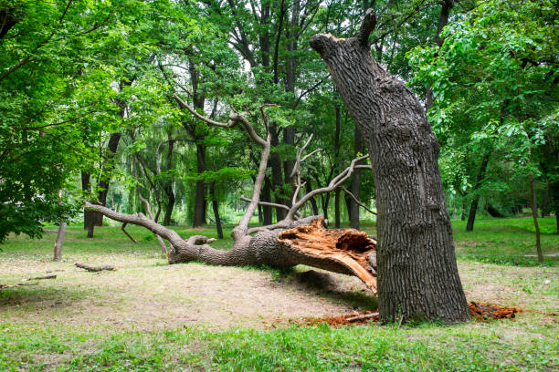 Best Lawn Maintenance Plans  in Maywood, CA