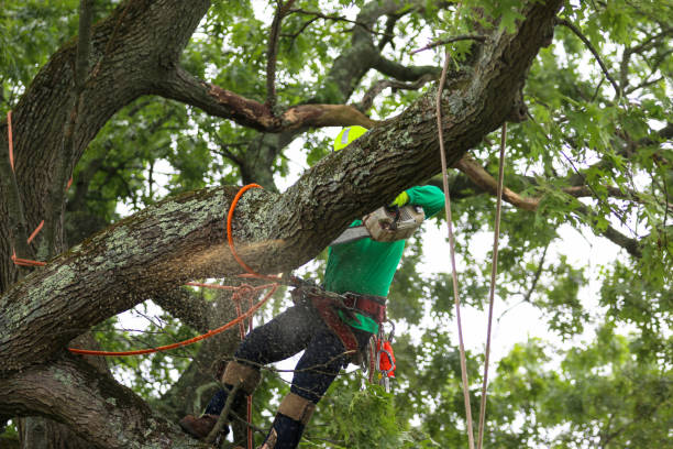 Best Arborist Consultation Services  in Maywood, CA
