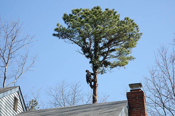 Best Tree Cabling and Bracing  in Maywood, CA