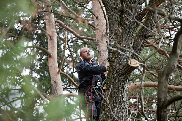 Best Tree Removal  in Maywood, CA