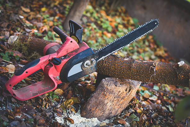 Best Lawn Renovation and Restoration  in Maywood, CA