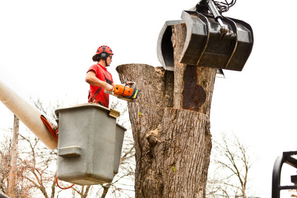 Best Tree Risk Assessment  in Maywood, CA