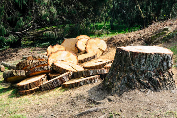 Best Lot and Land Clearing  in Maywood, CA